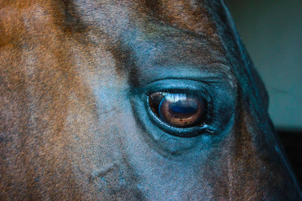 istock Eye of a horse on a dark background 959883540