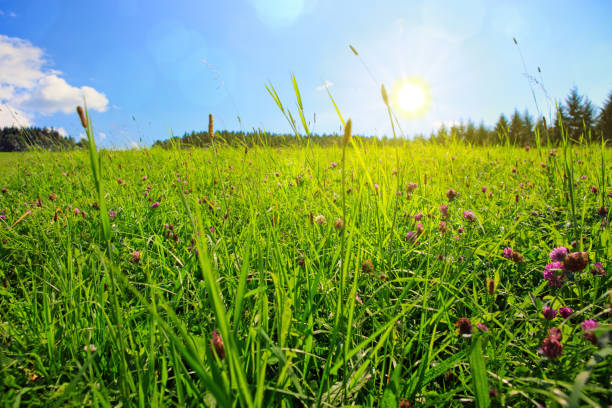 istock Clover flowers field in sunset 959883666