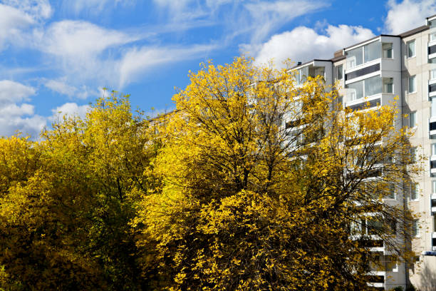 Yellow trees in front of a building