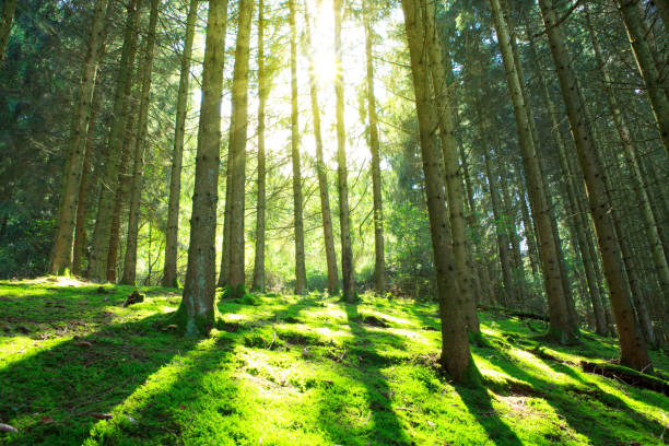 istock Sun shines through the trees in the pine forest 959887164