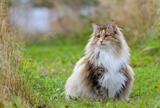 istock Young norwegian forest cat female sitting 959887498