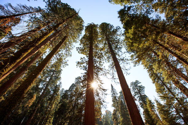 istock Sequoia National park, California 959888182