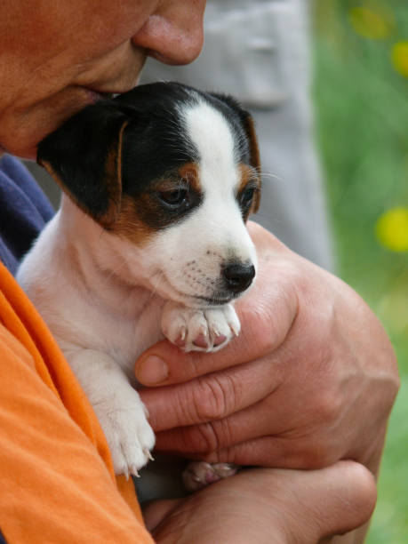 istock Little Jack Russell Terrier Puppy 959888274