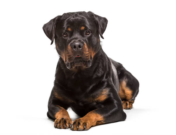 istock Rottweiler dog , 2 years old, lying against white background 959888286