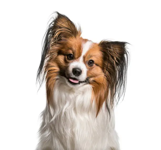 Papillon Dog , 2 years old, against white background