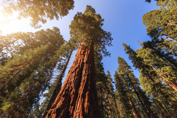 istock Sequoia National park, California 959888346