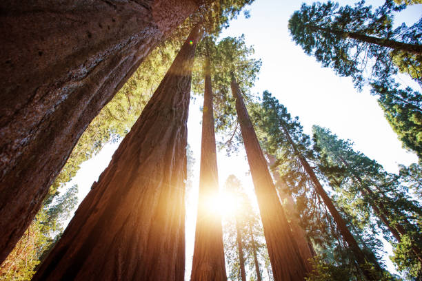 istock Sequoia National park, California 959888392