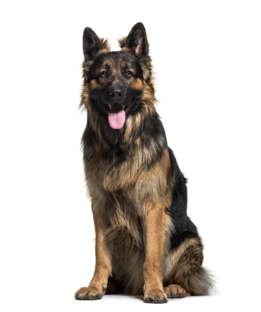 istock German Shepherd dog , 1 year old, sitting against white background 959888400