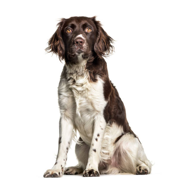 istock Munsterlander dog , 1 year old, sitting against white background 959888402