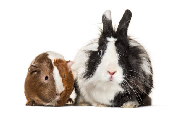 istock Guinea pig and rabbit together sitting against white background 959888722