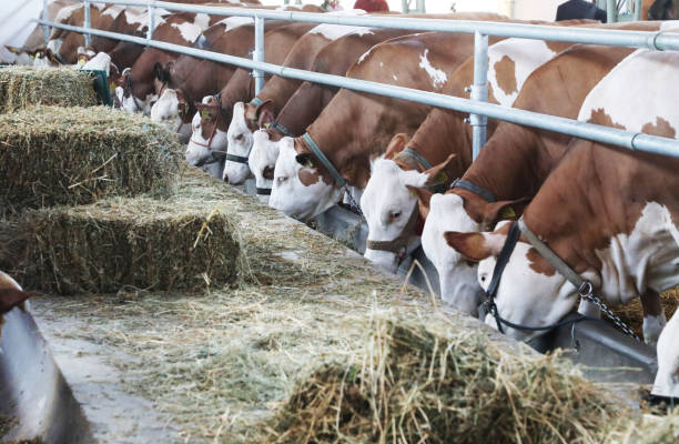 istock Cow eating in a milk production farm 959888772