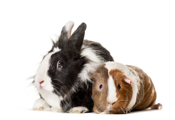 istock Guinea pig and rabbit sitting against white background 959888776