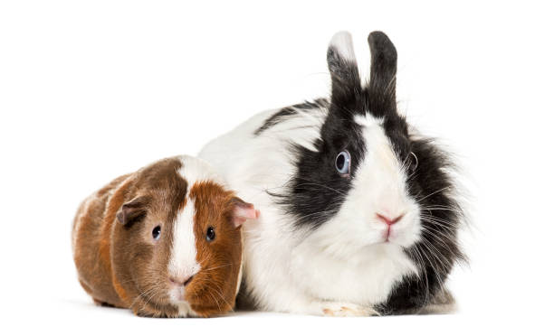 istock Guinea pig and rabbit sitting against white background 959888780