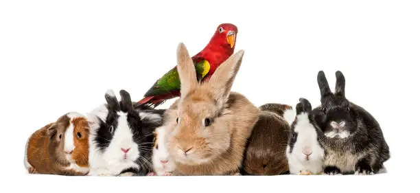 Photo of Group of pets : Rabbits, Guinea Pigs and chattering lory parrot sitting against white background