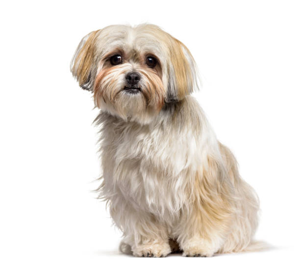 istock Mixed-breed dog , 2 years old, sitting against white background 959889306