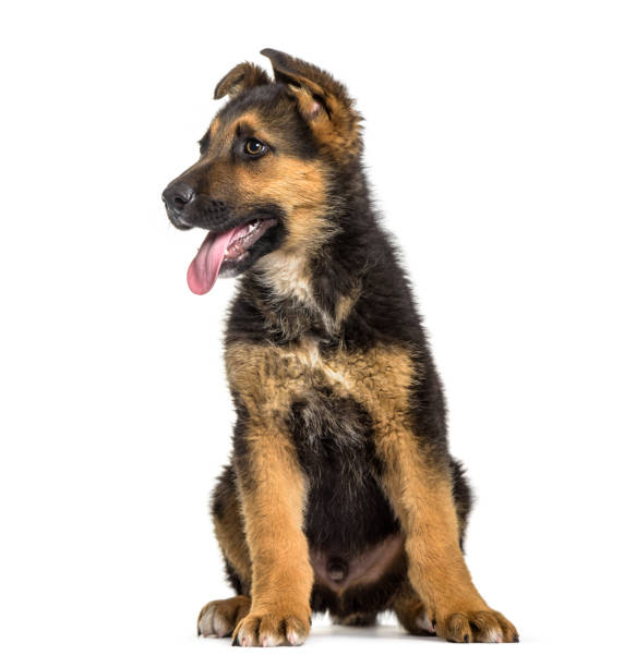 istock German Shepherd puppy , 3 months old, sitting against white background 959889320