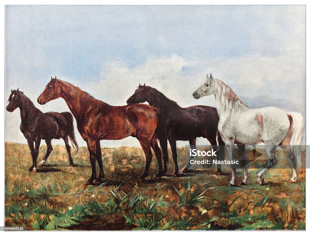 Horsses Illustration of a Horses Horse stock illustration