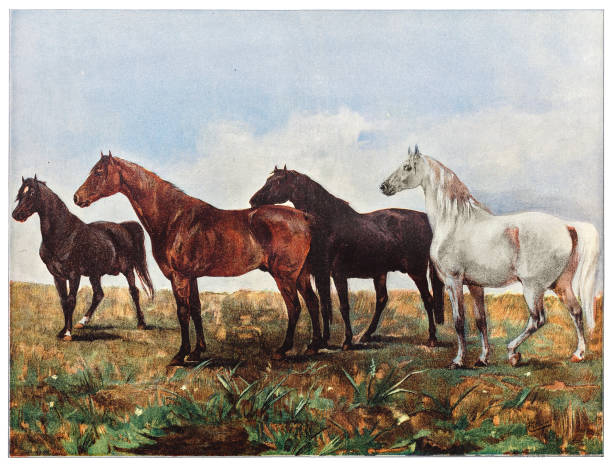 Horsses Illustration of a Horses mustang horse drawings pictures stock illustrations