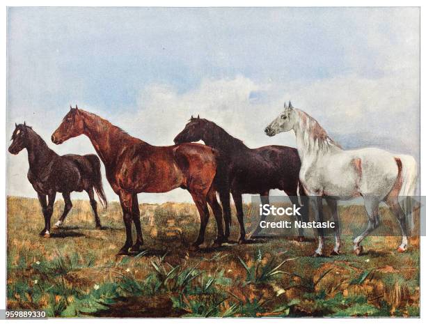 Horsses Stock Illustration - Download Image Now - Horse, Art, Archival