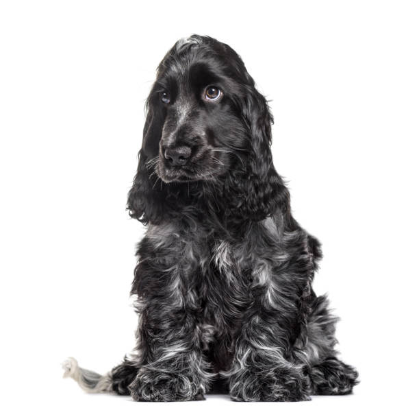 istock Cocker Spaniel puppy , 3 months old, sitting against white background 959889344