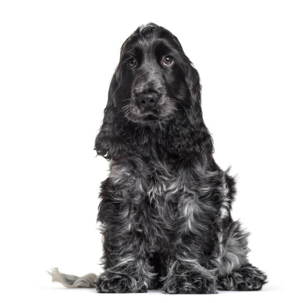 istock Cocker Spaniel puppy , 3 months old, sitting against white background 959889378