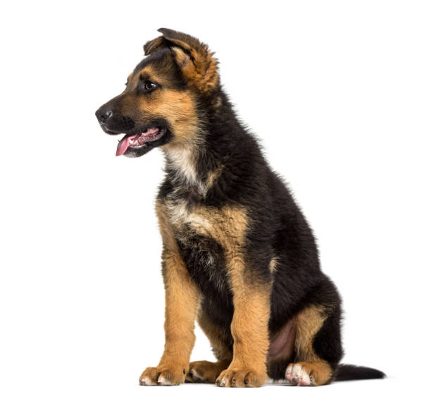 istock German Shepherd puppy , 3 months old, sitting against white background 959889380