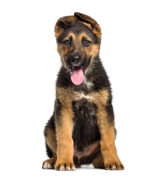 istock German Shepherd puppy , 3 months old, sitting against white background 959889388