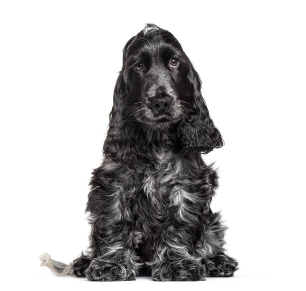 istock Cocker Spaniel puppy , 3 months old, sitting against white background 959889396