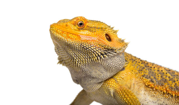 istock Pogona lizard , 11 months old, against whit background against white background 959889410