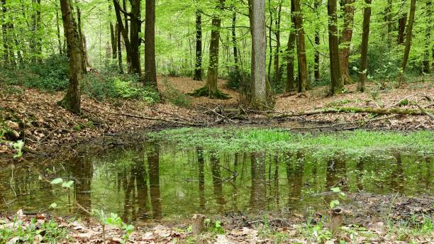 istock Hiking area in Bergisches Land, forrest 959889412