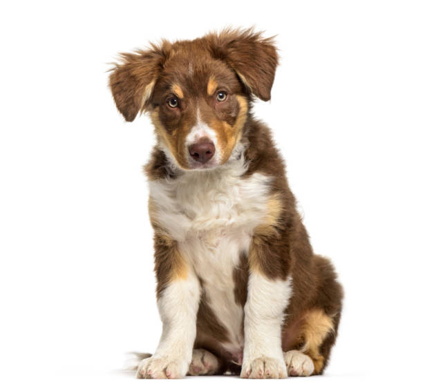 istock Border Collie puppy , 3 months old, sitting against white background 959889452