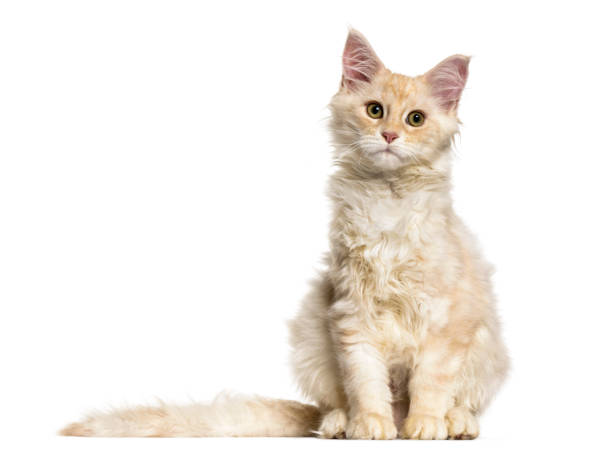 istock Maine Coon cat, 6 months old, sitting against white background 959889492