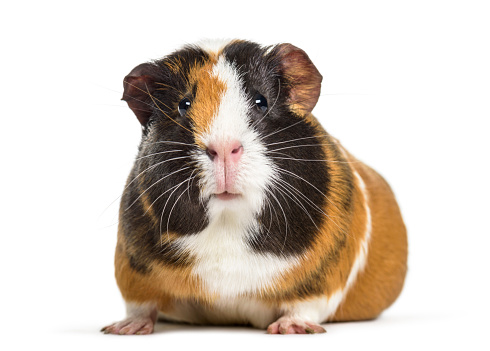 Guinea Pig , 1 year old, lying against white background