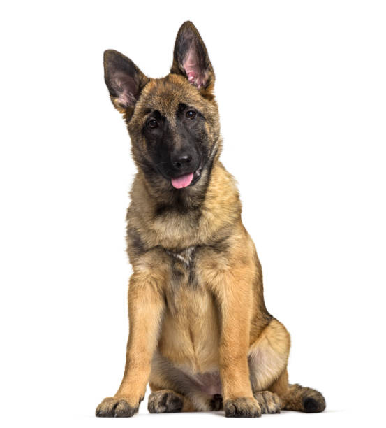 istock Belgian Shepherd dog, 4 months old, sitting against white background 959889626