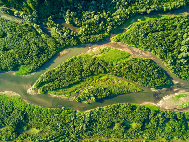 istock Aerial view of forest and river 959889644
