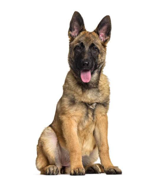 istock Belgian Shepherd dog, 4 months old, sitting against white background 959889650