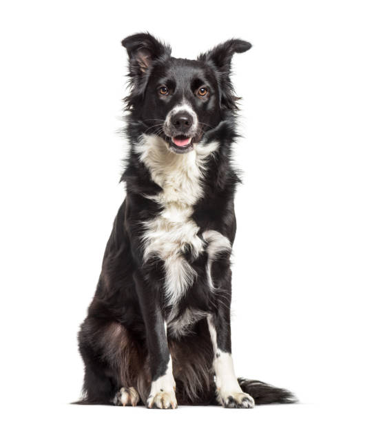 istock Border Collie dog , 1 year old, sitting against white background 959889694