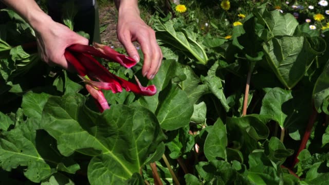 Woman picking common garden rhubarb
