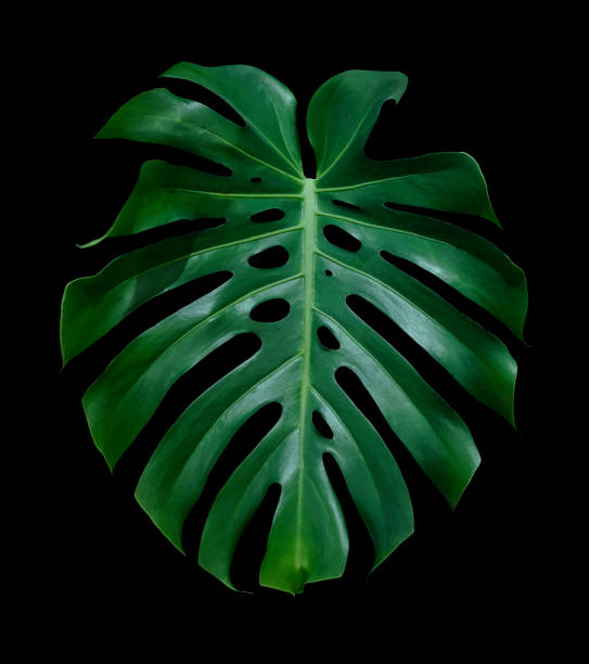istock Monstera deliciosa tropical leaf isolated on black background with clipping path 959889722