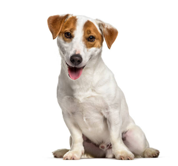 istock Jack Russell dog , 1 year old, sitting against white background 959889726