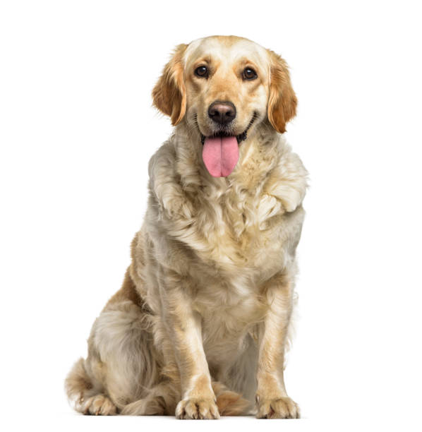 istock Labrador Retriever dog, 1 year old, sitting against white background 959889844