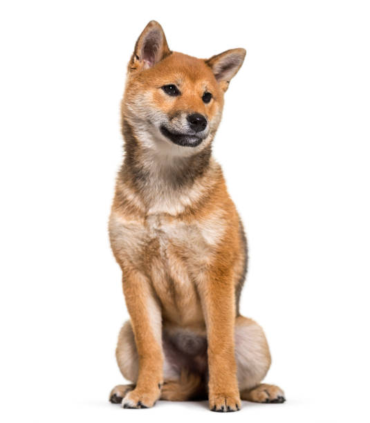 istock Shiba Inu dog sitting against white background 959889900