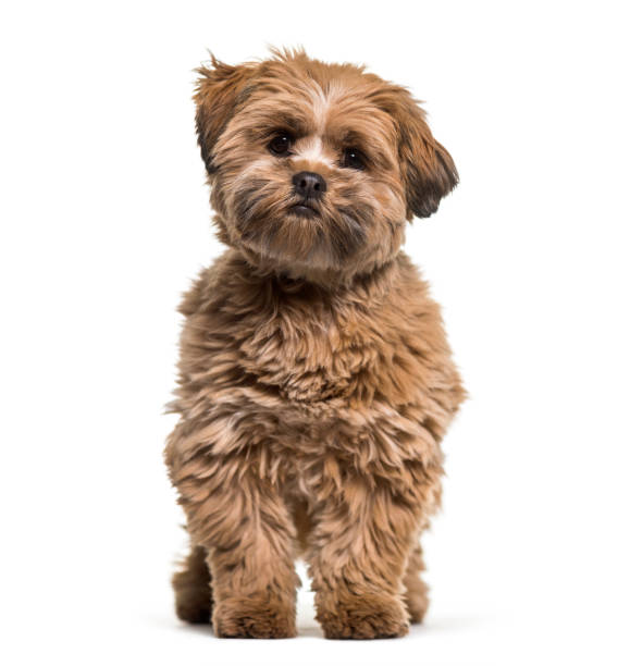 istock Lhasa apso dog, 8 months old, sitting against white background 959889942