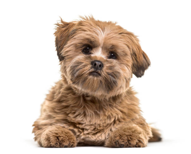 istock Lhasa apso dog, 8 months old, lying against white background 959889944