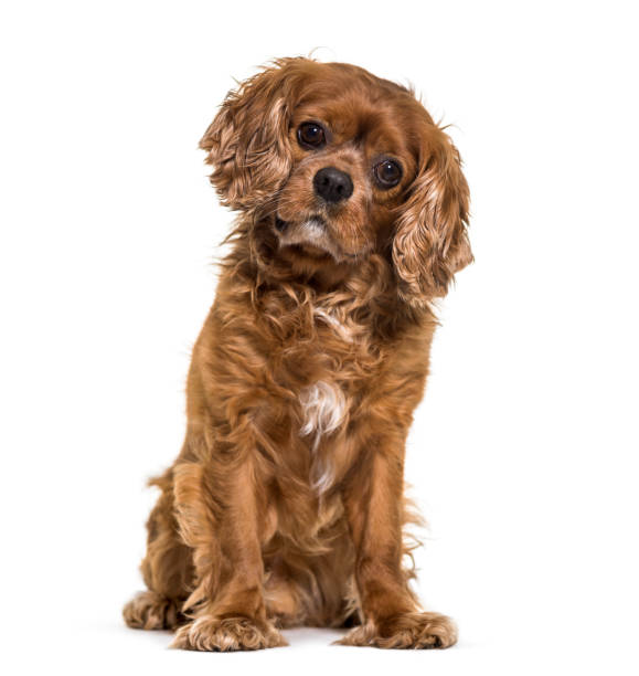 istock Cavalier King Charles dog sitting against white background 959889980