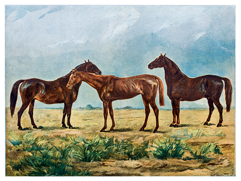 Illustration of a Horses