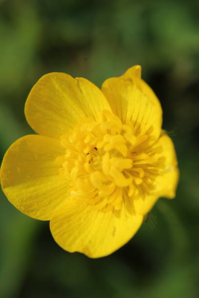 istock Yellow Flower Close Up 959892306