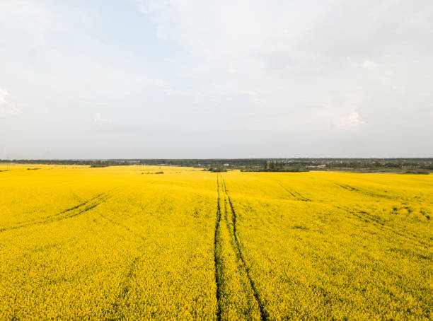 istock Endless rapeseed field. Rape field. Yellow rapeseed fields and blue sky with clouds in sunny weather. Agriculture. 959892438