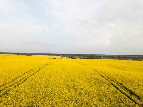 istock Endless rapeseed field. Rape field. Yellow rapeseed fields and blue sky with clouds in sunny weather. Agriculture. 959892454