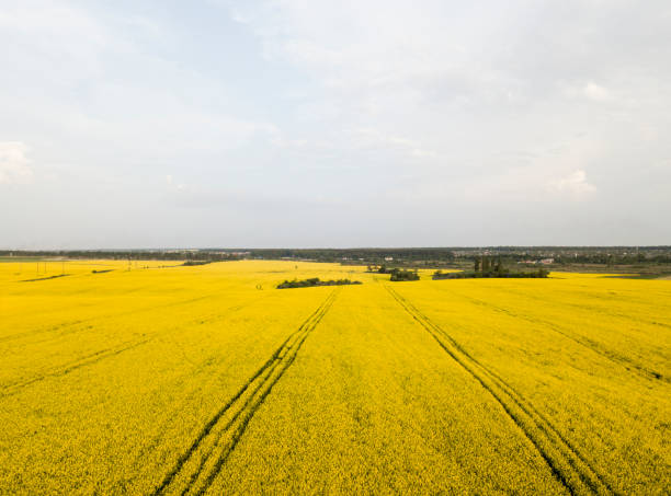 istock Endless rapeseed field. Rape field. Yellow rapeseed fields and blue sky with clouds in sunny weather. Agriculture. 959892472